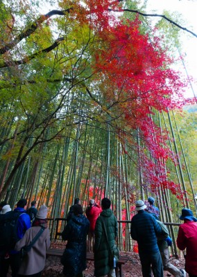 竹林の紅葉