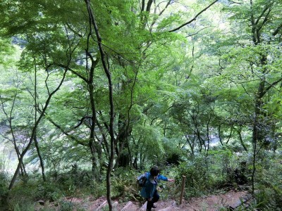 もみじ山を歩く