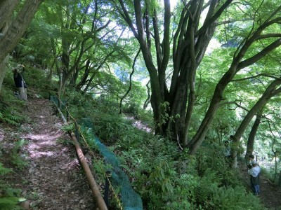 山おやじをもみじ山から見る